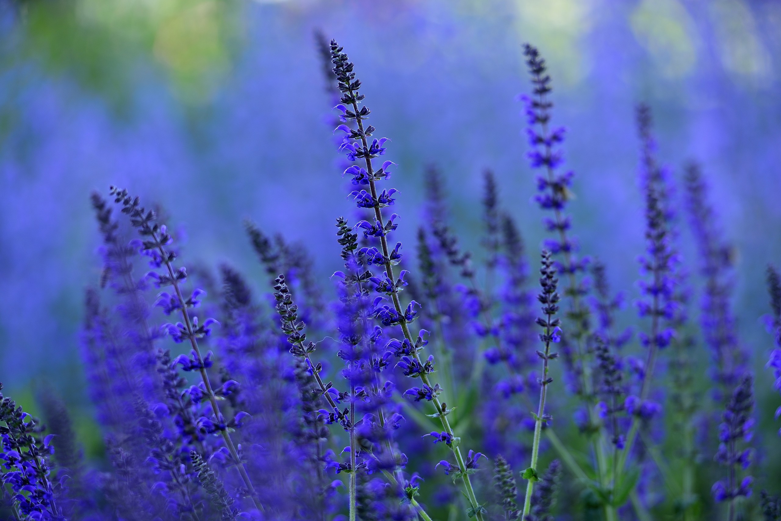 Lavendel Lavendel