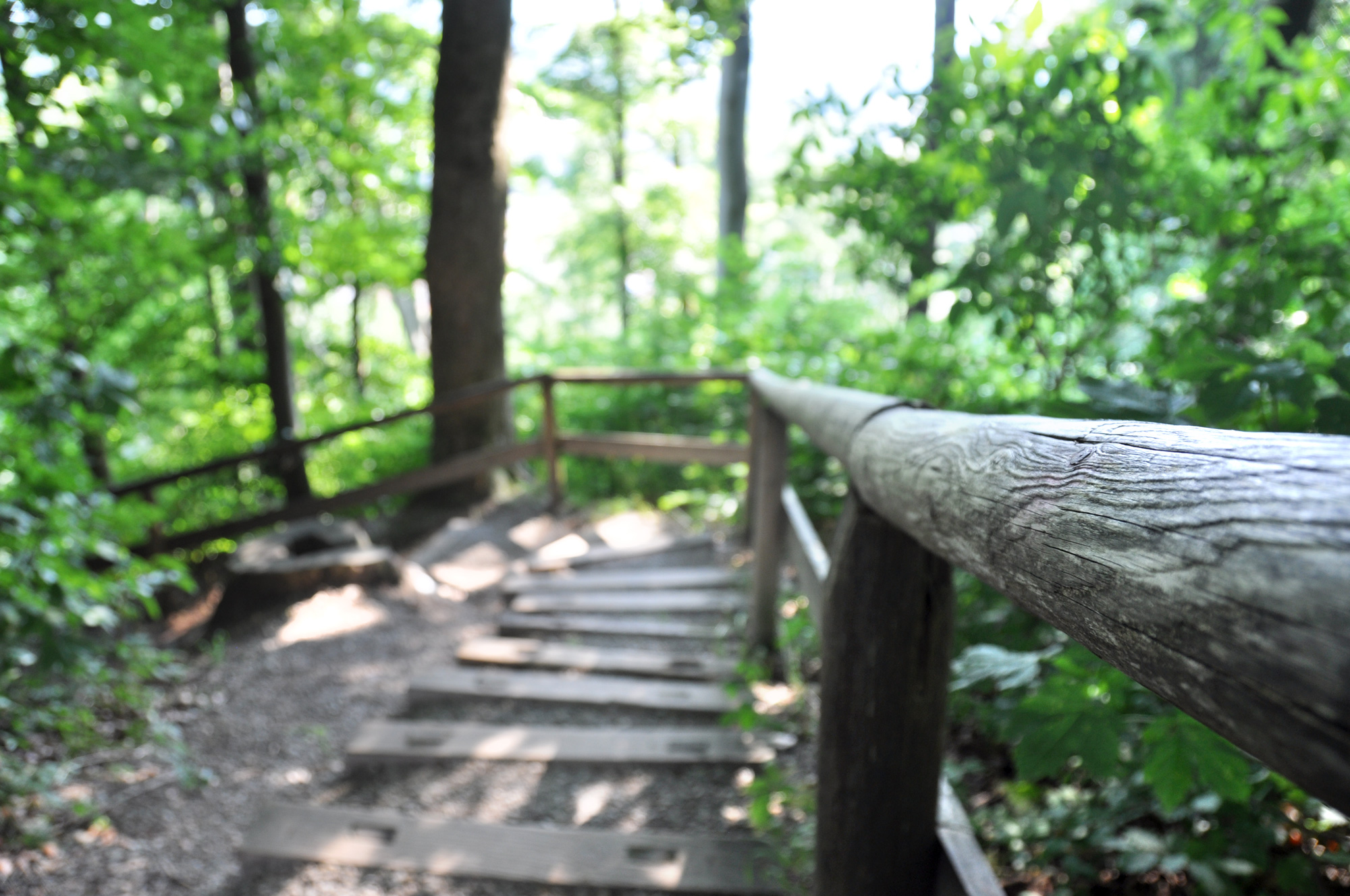 Wald Die Kraft des Waldes
