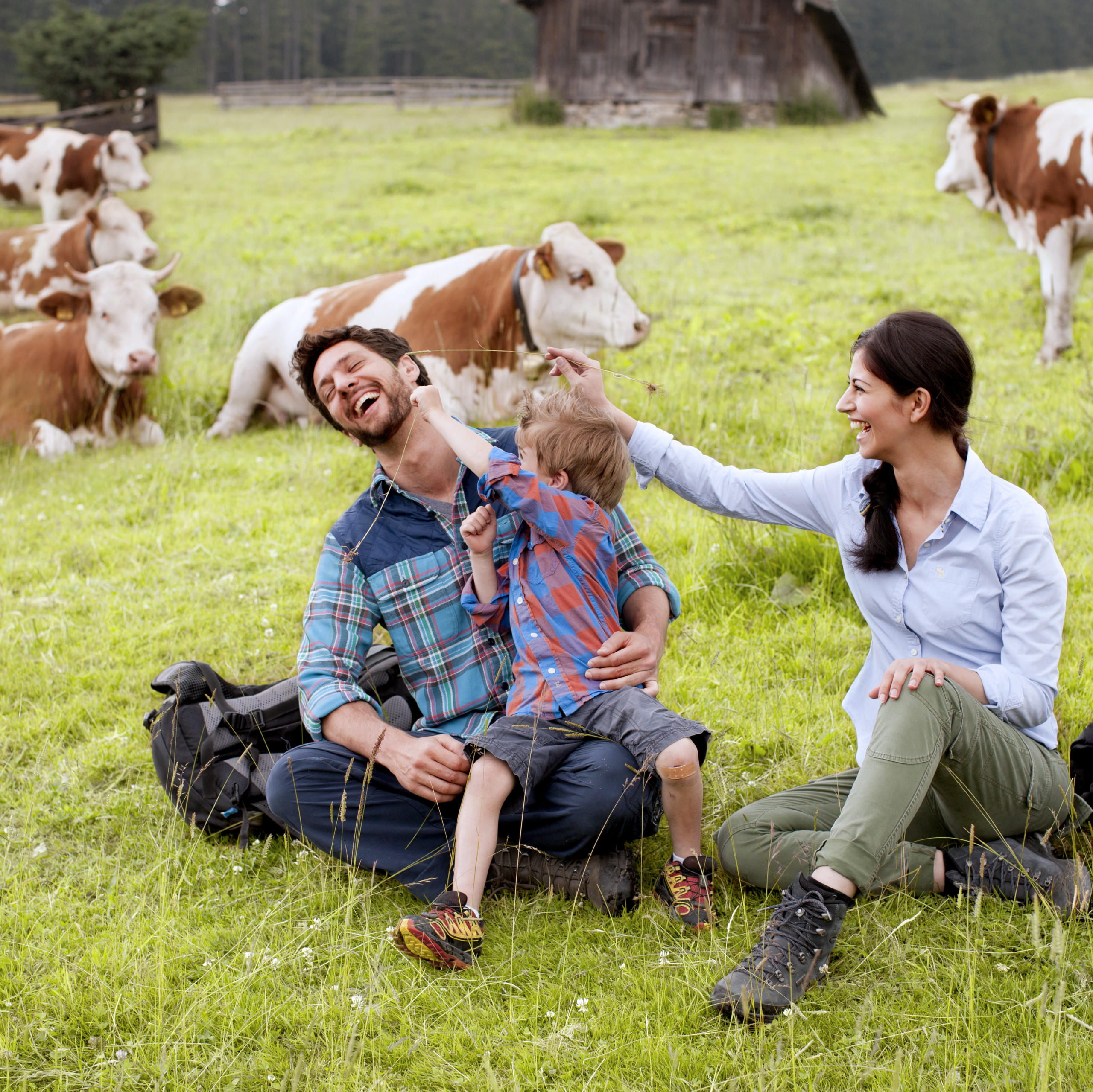 Outdoor, Kühe, Wiese, Familie