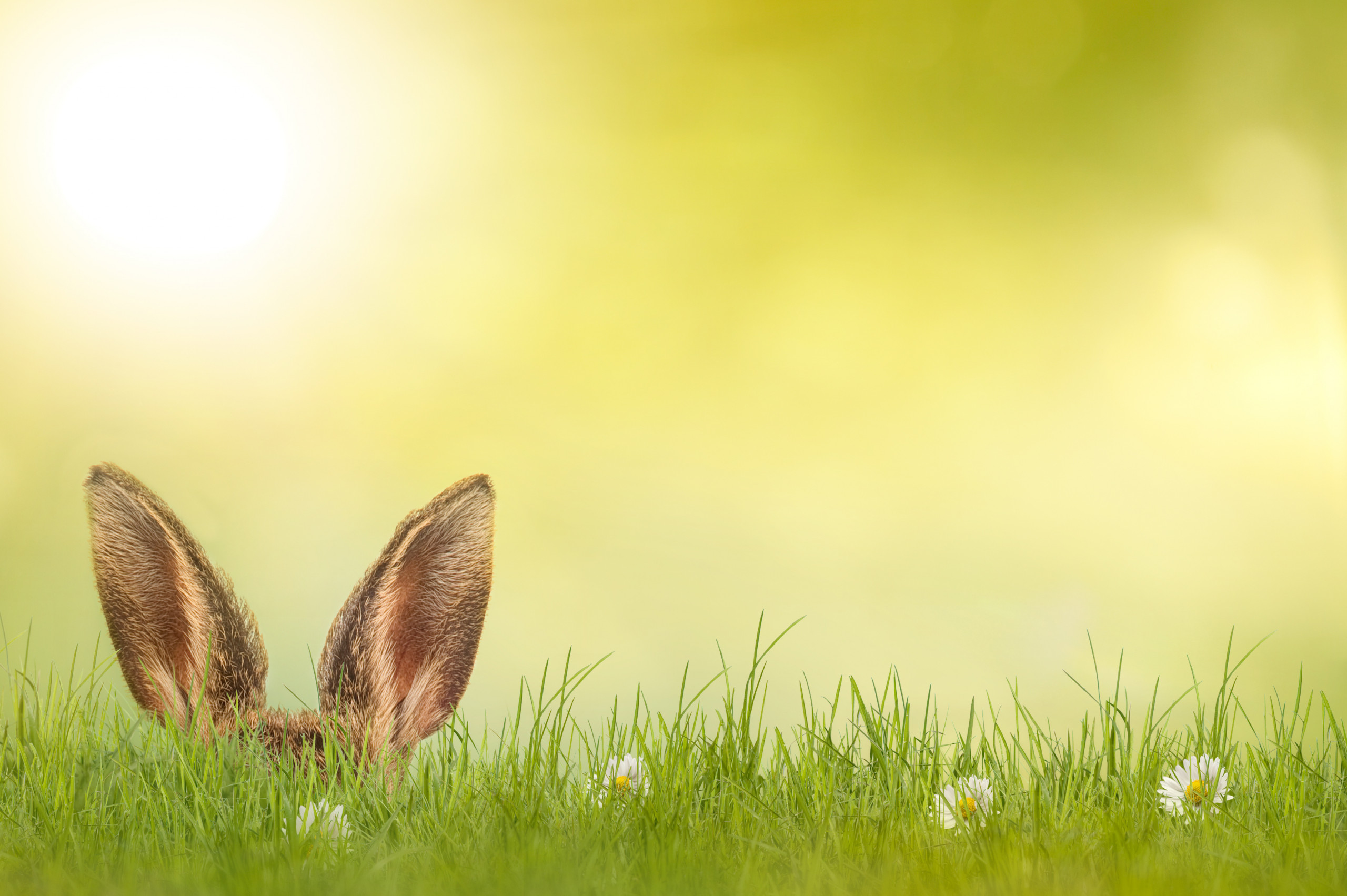 Osterhase Osterhase