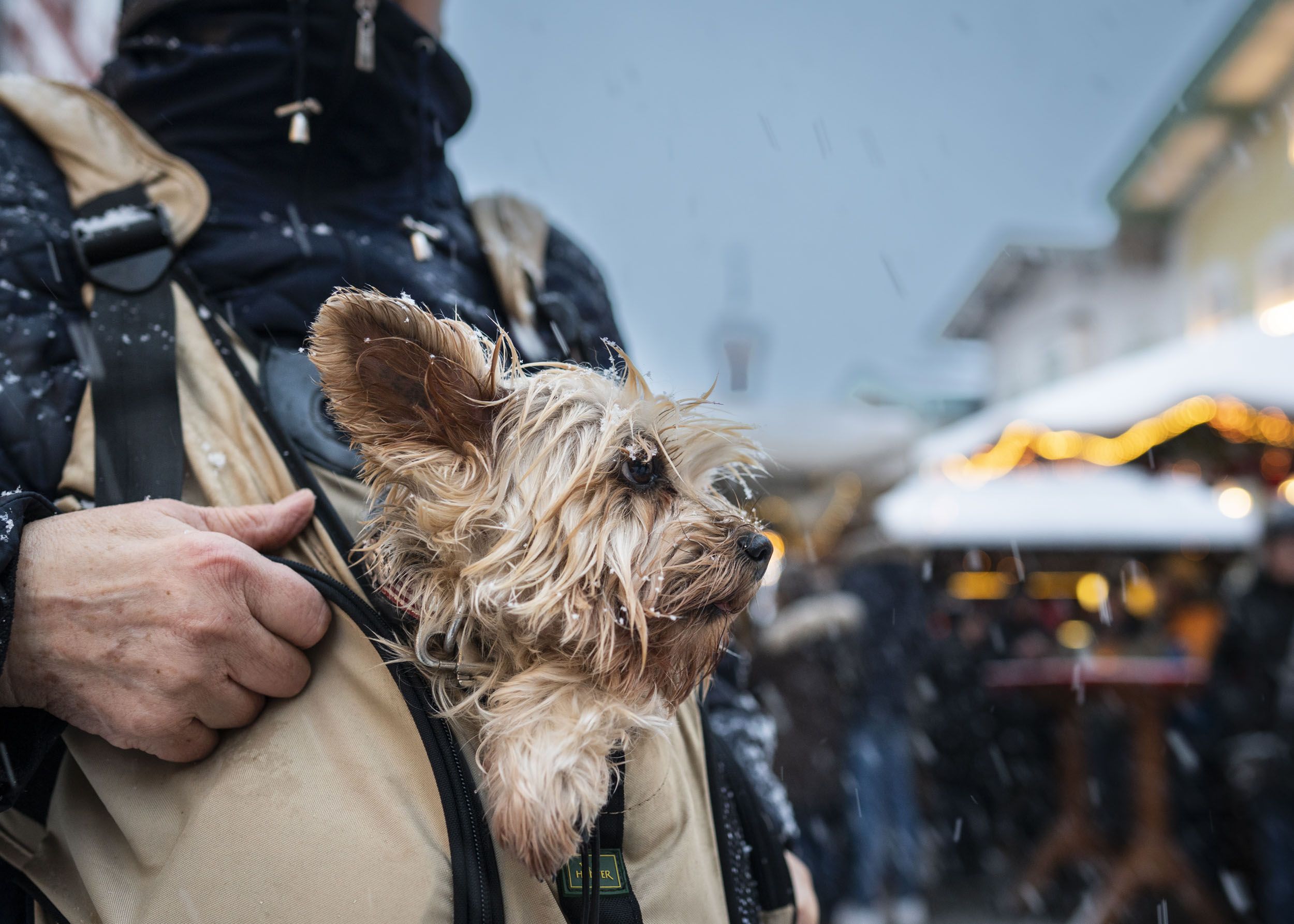 Urlaub mit Hund