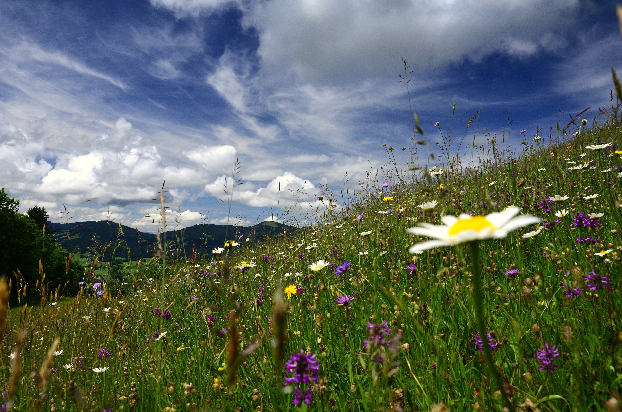 Sommerwiese Sommerwiese