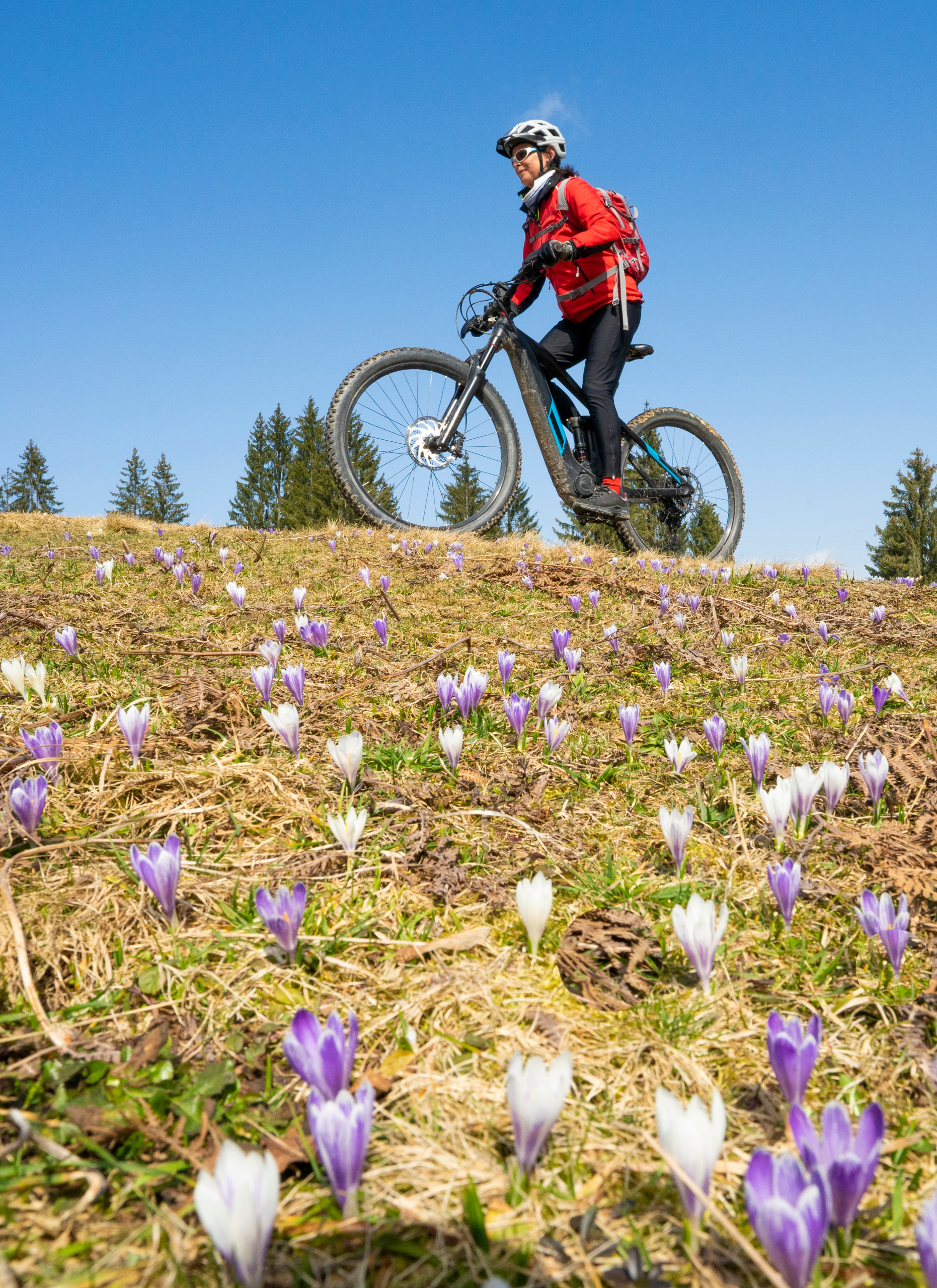 Fahrradfahrer, Blumenwiese, Frühling