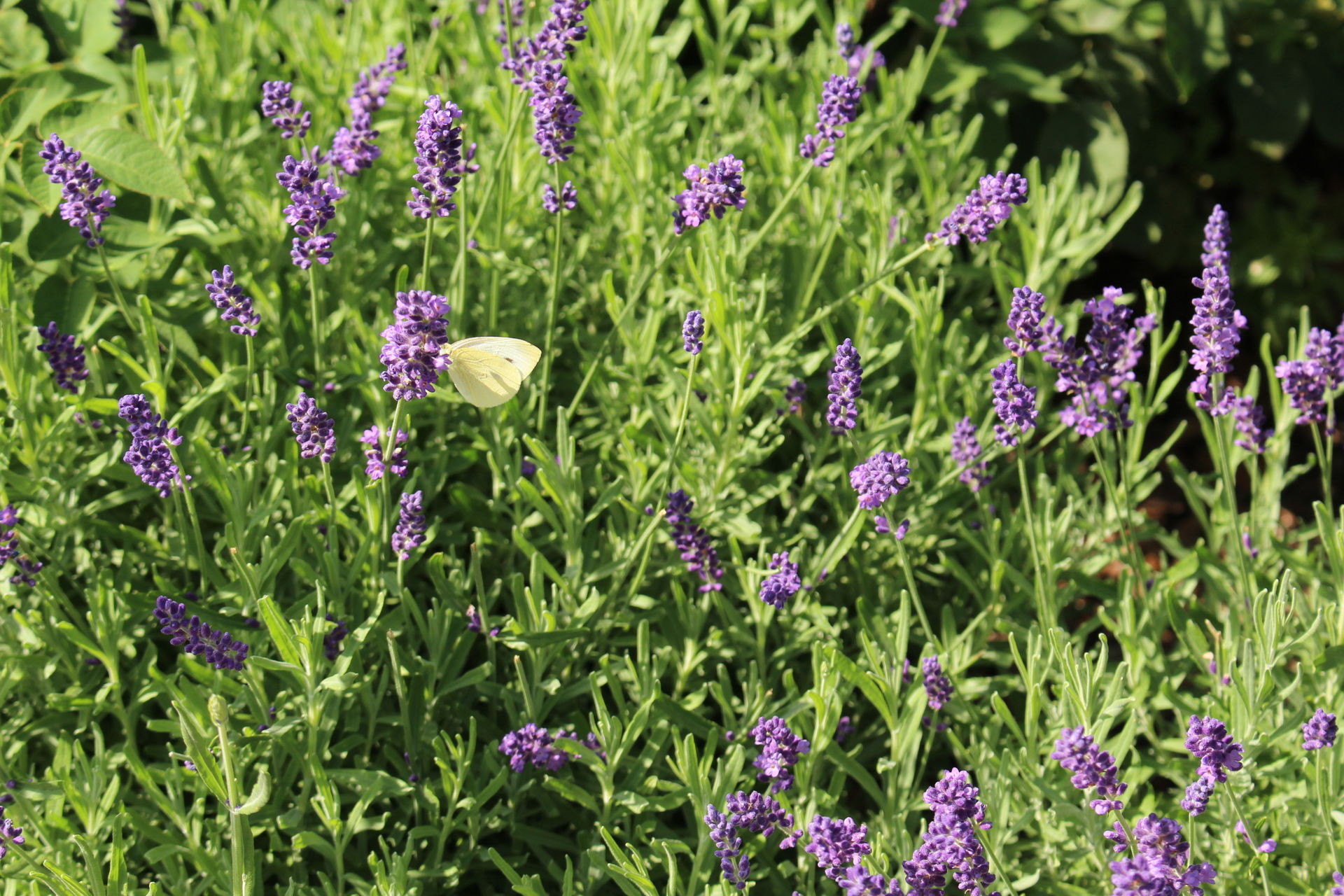 Blumenwiese